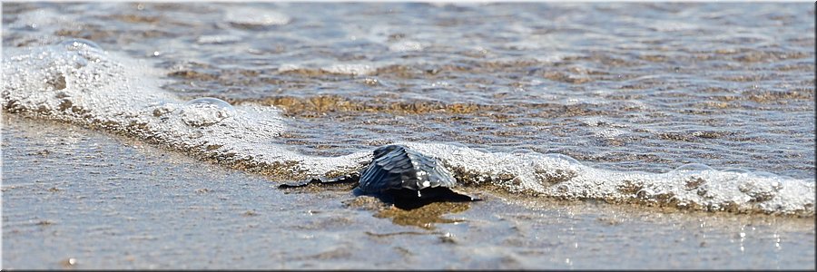 14 juli 2026
Tibar (Oost-Timor)
Lenuk Tasi 
Sea Turtle Rescue Center
Het ruime sop kiezen