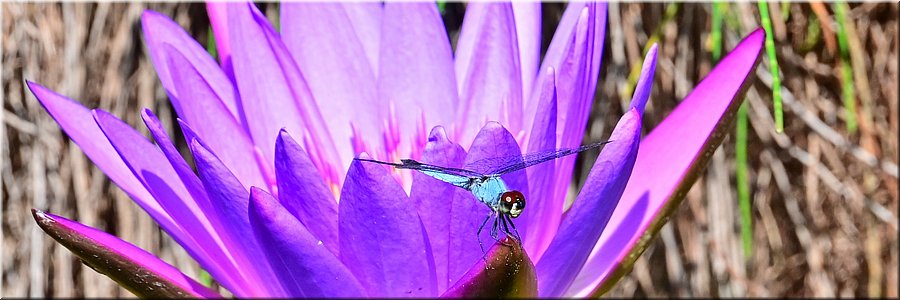 27 juli 2026
Darwin
George Brown Botanic Gardens
Waterlelie met waterjuffer