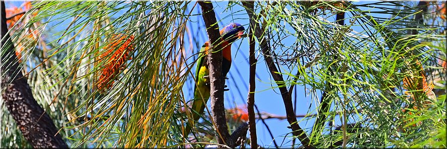 29 juli 2026
Litchfield National Park
Rainbow Lorikeet (regenbooglori) in een Grevillea-struik