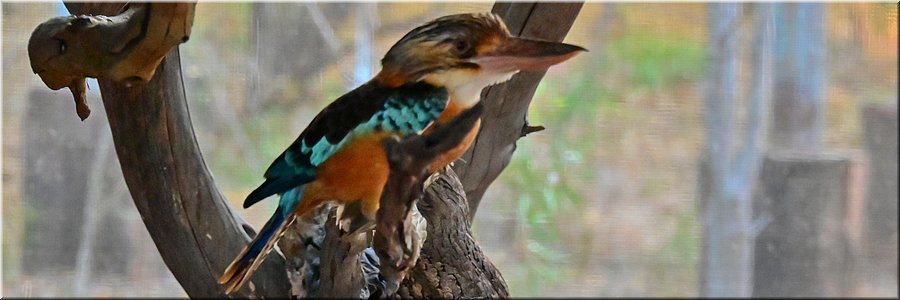 13 augustus 2026
Kununurra
Kangaroo Haven Wildlife Rescue
Blue-winged kookaburra