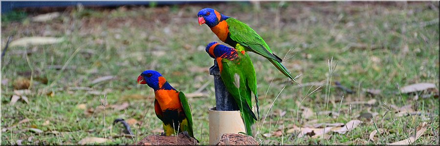 16 Augustus 2026
Great Northern Highway
Warmun Roadhouse
Red-colored Lorikeet (roodhalsregenbooglori)