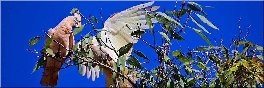 22 augustus 2026
Broome Highway
Roebuck
Roebuck Plains Roadhouse
Little corellas