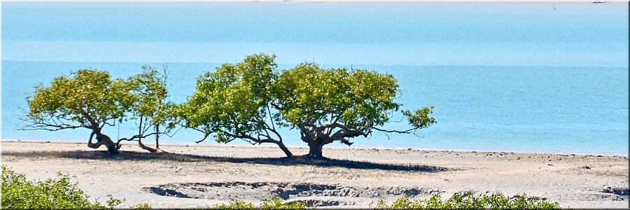 22 augustus 2026
Broome
Roebuck Bay Lookout
Mangrove