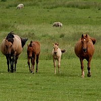 De paarden verwelkomen ons uitbundig in Rilly sur Aisne