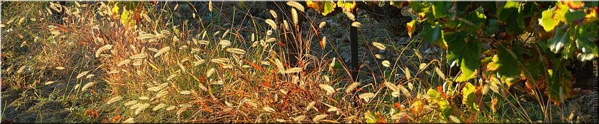 Saint Pantalon les Vignes