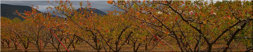 Saint Pantalon les Vignes