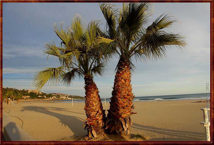 Palmen aan het strand van Torre Sant Vincent in Benicásim