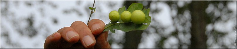 Wandeling Natuurmonumenten Oisterwijk met boswachter Frans