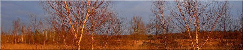 Neterselse Heide