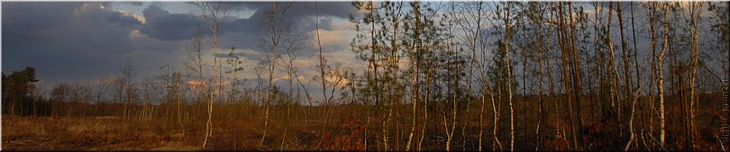 Neterselse Heide