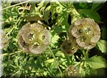 Tartu 
Botanische Tuinen 
'Scabiosa stellata'