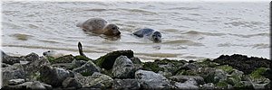 di 22-6-2021 Langs de rand van Nederland 61 - Nieuwe Statenzijl > Termunten - Wad een zeehonden en schapen - 18,2 km