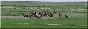 vr 16-7-2021 Langs de rand van Nederland 67 - Moddergat > Blije - Frisse Friezen en Blije boeren - 20,7 km