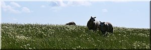 zo 18-7-2021 Langs de rand van Nederland 68 - Blije > Zwarte Haan - Schik in het slik - 21,5 km