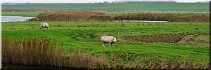 vr 12-11-2021 Langs de rand van Nederland 96 - De Cocksdorp > Den Burg - Deksels Texels - 25,9 km