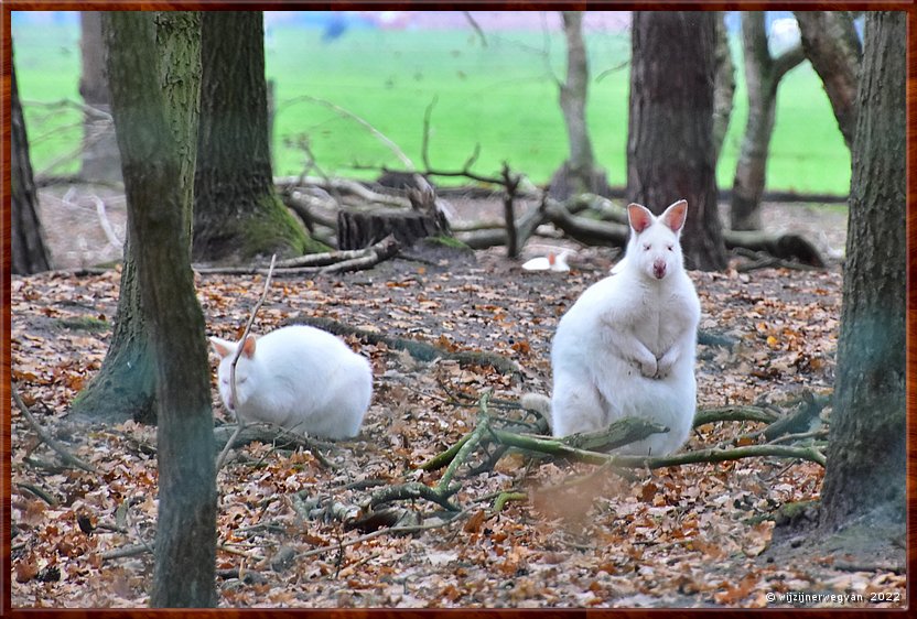 ,  

Langs de rand van Nederland 9
Weert
Laurabosweg
Dierenpark ''t Laurabos'
Mijlpaal 8        5/34