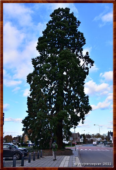 ,  

Rondje Nederland 11 
Wessem
Van Horneplein
'Mammoetboom', sequoia
ca 25 m hoog, ca 115 jaar oud        19/56