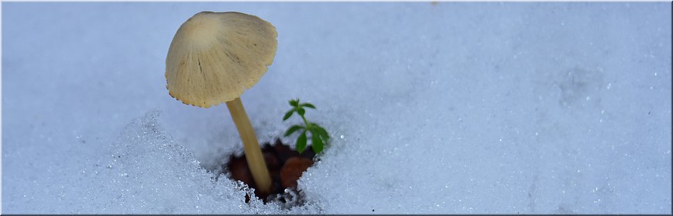 ma 11-1-2021 Langs de rand van Nederland 18 - Slenaken > Epen - Winterwitte wouden - 9,8 km