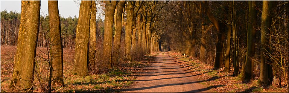 di 2-3-2021 Langs de rand van Nederland 29 - Herckenbosch > Beesel - Lammetjes en stammetjes - 14,4 km