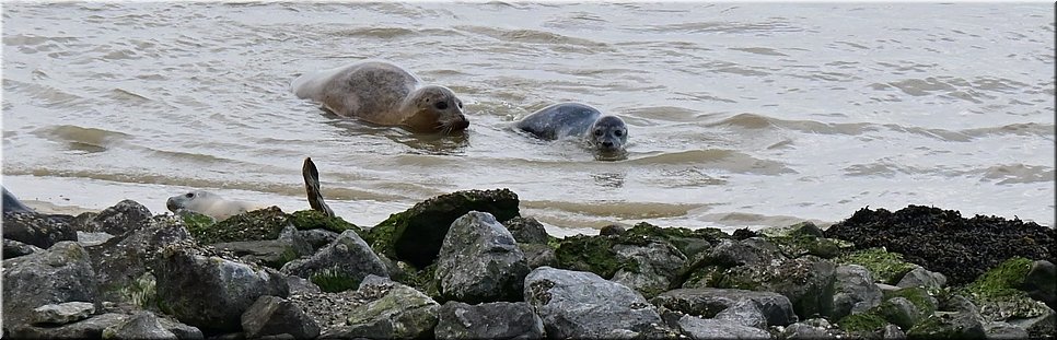 di 22-6-2021 Langs de rand van Nederland 61 - Nieuwe Statenzijl > Termunten - Wad een zeehonden en schapen - 18,2 km