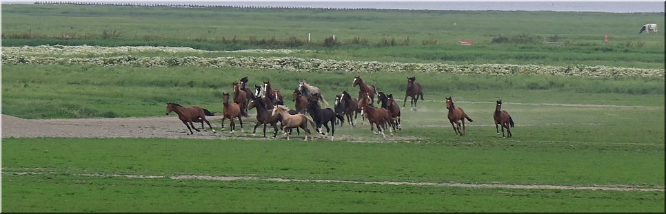 vr 16-7-2021 Langs de rand van Nederland 67 - Moddergat > Blije - Frisse Friezen en Blije boeren - 20,7 km