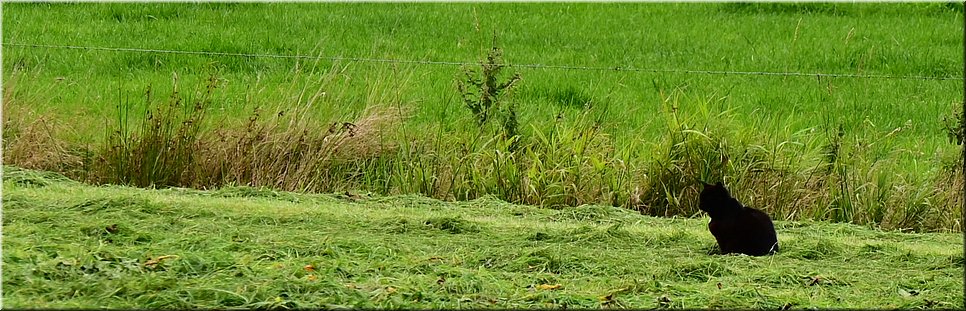 wo 25-8-2021 Langs de rand van Nederland 75 - Oudemirdum > Lemmer - Te hooi en te gras - 21,8 km