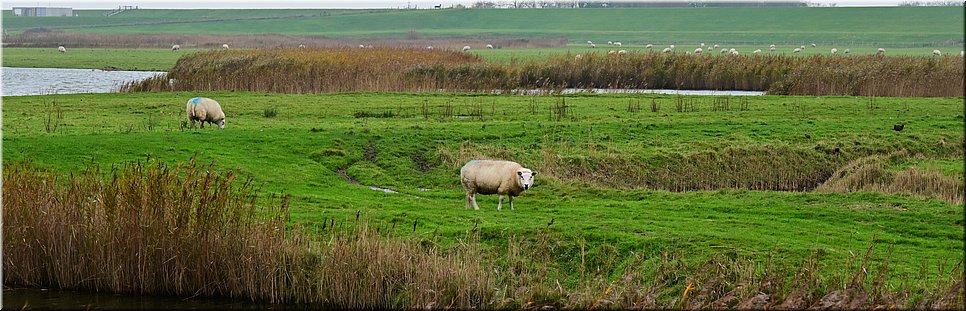 vr 12-11-2021 Langs de rand van Nederland 96 - De Cocksdorp > Den Burg - Deksels Texels - 25,9 km