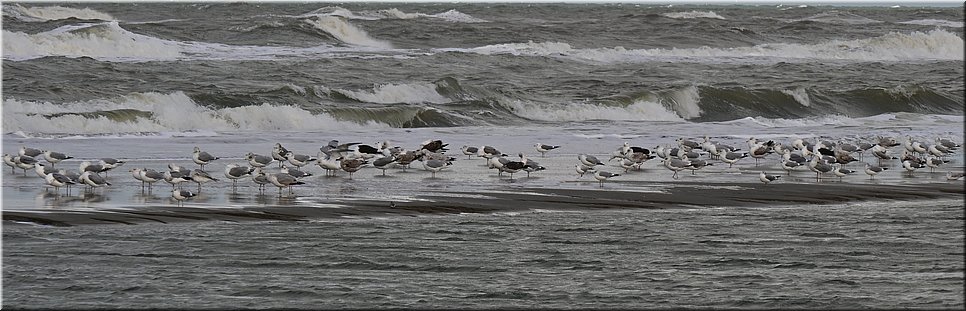 wo 17-11-2021 Langs de rand van Nederland 101 - Midsland aan Zee > Kaard - Doorstuifd en doorstoofd - 23,6 km