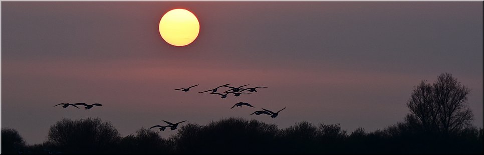 do 24-3-2022 Langs de rand van Nederland 122 - Hellevoetsluis > Zuidland - kwiek door het quack en blik op het slik  - 16,2 km