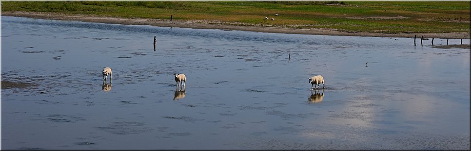 di 28-6-2022 Langs de rand van Nederland 136 - Burghsluis > Zierikzee - Plomp en dik - 19,8 km