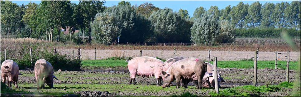 do 6-10-2022 Langs de rand van Nederland 159 - Eede > Sint-Kruis - Kris kras kruis - 15,3 km